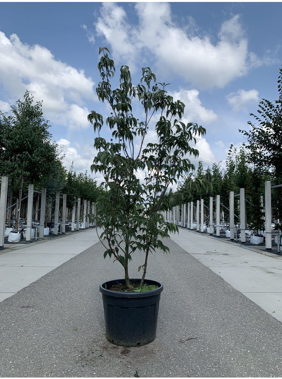 Chinesischer Blumenhartriegel 'Chinensis' - Mehrstämmig | Cornus kousa 'Chinensis' Chinesischer Blumenhartriegel 'Chinensis' - Mehrstämmig | Cornus kousa 'Chinensis'