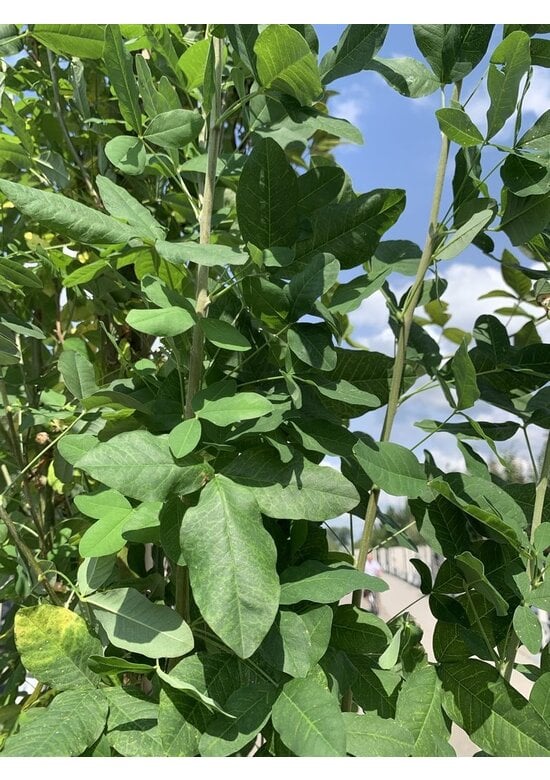 Gemeiner Goldregen 'Yellow Rocket' | Laburnum anagyroides 'Yellow Rocket'