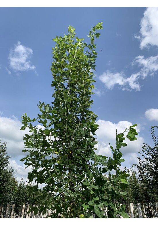 Gemeiner Goldregen 'Yellow Rocket' | Laburnum anagyroides 'Yellow Rocket'