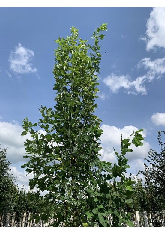 Gemeiner Goldregen 'Yellow Rocket' | Laburnum anagyroides 'Yellow Rocket'