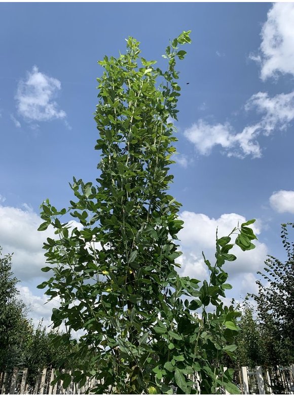 Gemeiner Goldregen 'Yellow Rocket' | Laburnum anagyroides 'Yellow Rocket' Gemeiner Goldregen 'Yellow Rocket' | Laburnum anagyroides 'Yellow Rocket'