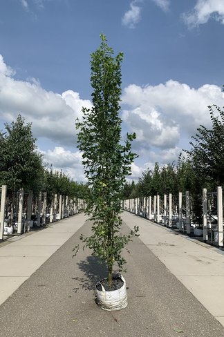Gemeiner Goldregen 'Yellow Rocket' | Laburnum anagyroides 'Yellow Rocket'
