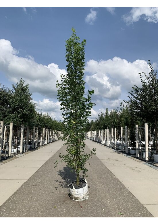 Gemeiner Goldregen 'Yellow Rocket' | Laburnum anagyroides 'Yellow Rocket'
