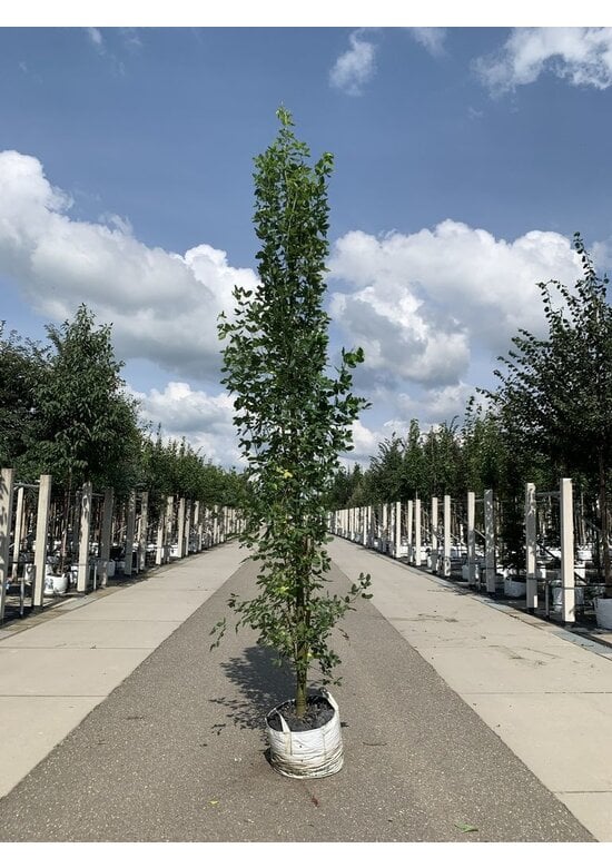 Gemeiner Goldregen 'Yellow Rocket' | Laburnum anagyroides 'Yellow Rocket'