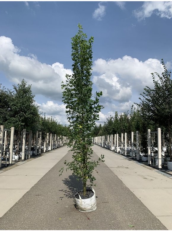 Gemeiner Goldregen 'Yellow Rocket' | Laburnum anagyroides 'Yellow Rocket' Gemeiner Goldregen 'Yellow Rocket' | Laburnum anagyroides 'Yellow Rocket'