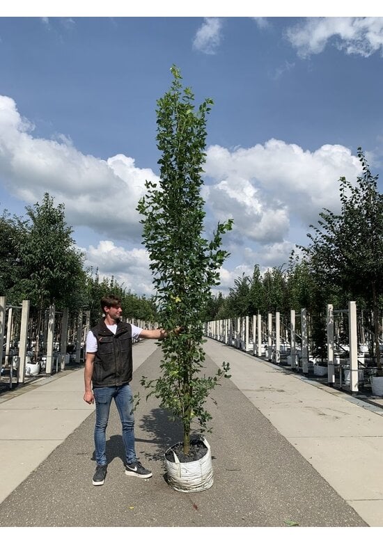 Gemeiner Goldregen 'Yellow Rocket' | Laburnum anagyroides 'Yellow Rocket'
