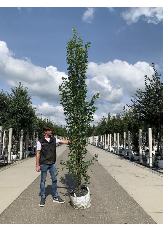 Gemeiner Goldregen 'Yellow Rocket' | Laburnum anagyroides 'Yellow Rocket'