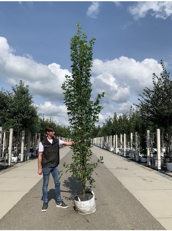 Gemeiner Goldregen 'Yellow Rocket' | Laburnum anagyroides 'Yellow Rocket' Gemeiner Goldregen 'Yellow Rocket' | Laburnum anagyroides 'Yellow Rocket'
