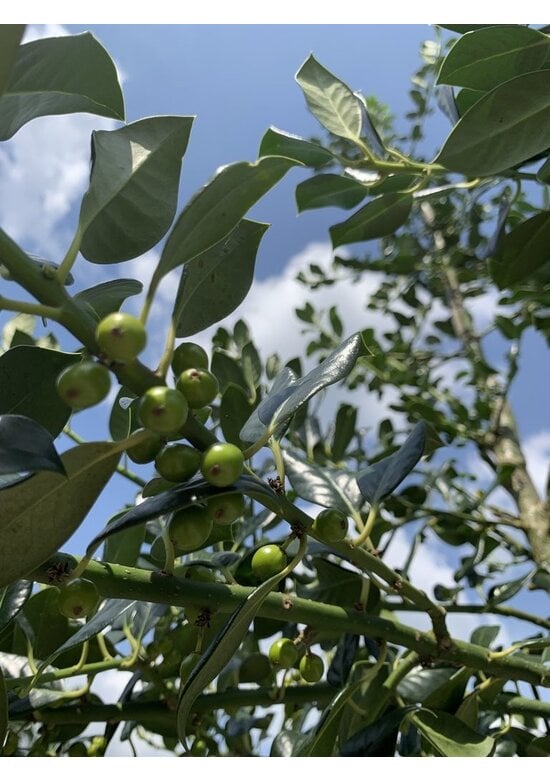 Stechpalme 'Alaska' | Ilex aquifolium 'Alaska'
