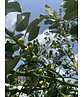 Stechpalme 'Alaska' | Ilex aquifolium 'Alaska' Stechpalme 'Alaska' | Ilex aquifolium 'Alaska'