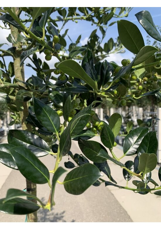 Stechpalme 'Alaska' | Ilex aquifolium 'Alaska'