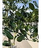 Stechpalme 'Alaska' | Ilex aquifolium 'Alaska' Stechpalme 'Alaska' | Ilex aquifolium 'Alaska'