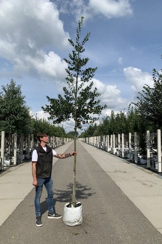 Stechpalme 'Alaska' | Ilex aquifolium 'Alaska'