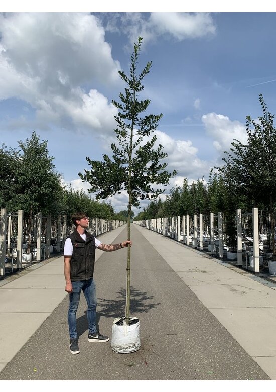 Stechpalme 'Alaska' | Ilex aquifolium 'Alaska'