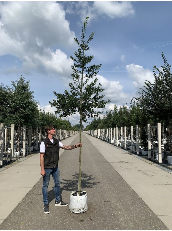 Stechpalme 'Alaska' | Ilex aquifolium 'Alaska' Stechpalme 'Alaska' | Ilex aquifolium 'Alaska'