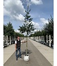 Stechpalme 'Alaska' | Ilex aquifolium 'Alaska' Stechpalme 'Alaska' | Ilex aquifolium 'Alaska'