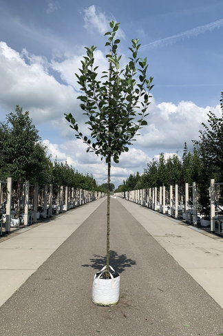 Apfelbaum 'Bramley's Seedling' | Malus domestica 'Bramley's Seedling'