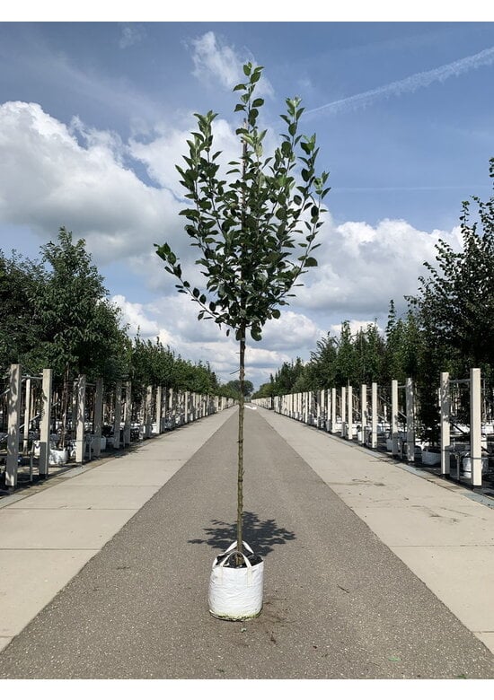Apfelbaum 'Bramley's Seedling' | Malus domestica 'Bramley's Seedling'