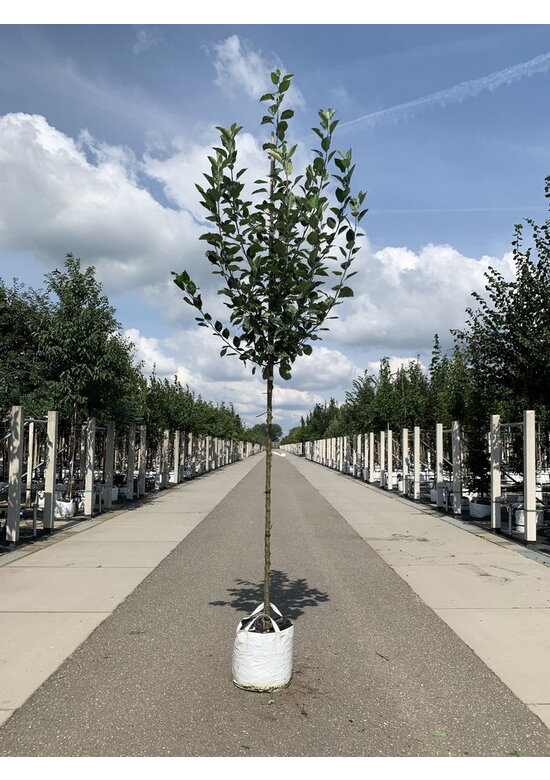 Apfelbaum 'Bramley's Seedling' | Malus domestica 'Bramley's Seedling'