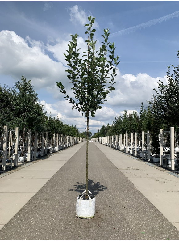 Apfelbaum 'Bramley's Seedling' | Malus domestica 'Bramley's Seedling' Apfelbaum 'Bramley's Seedling' | Malus domestica 'Bramley's Seedling'