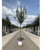 Venovi GmbH Apfelbaum 'Bramley's Seedling' | Malus domestica 'Bramley's Seedling'