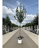 Apfelbaum 'Bramley's Seedling' | Malus domestica 'Bramley's Seedling'