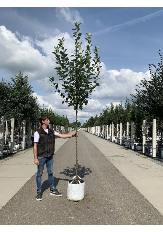 Apfelbaum 'Bramley's Seedling' | Malus domestica 'Bramley's Seedling'