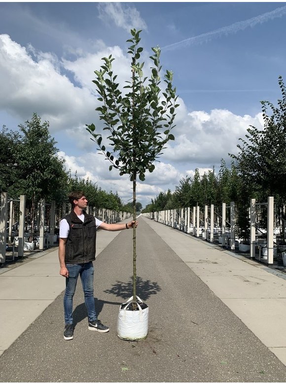 Apfelbaum 'Bramley's Seedling' | Malus domestica 'Bramley's Seedling' Apfelbaum 'Bramley's Seedling' | Malus domestica 'Bramley's Seedling'