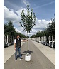 Apfelbaum 'Bramley's Seedling' | Malus domestica 'Bramley's Seedling' Apfelbaum 'Bramley's Seedling' | Malus domestica 'Bramley's Seedling'