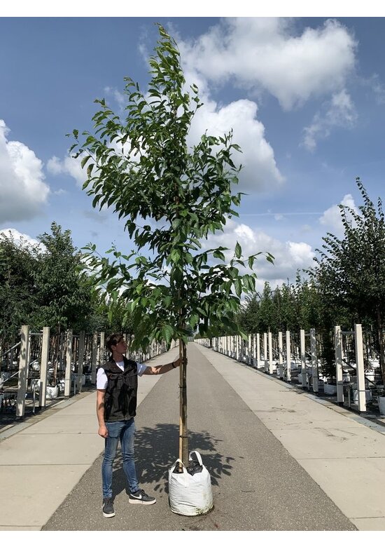 Purpur Erle - Großblättrige Erle | Alnus spaethii