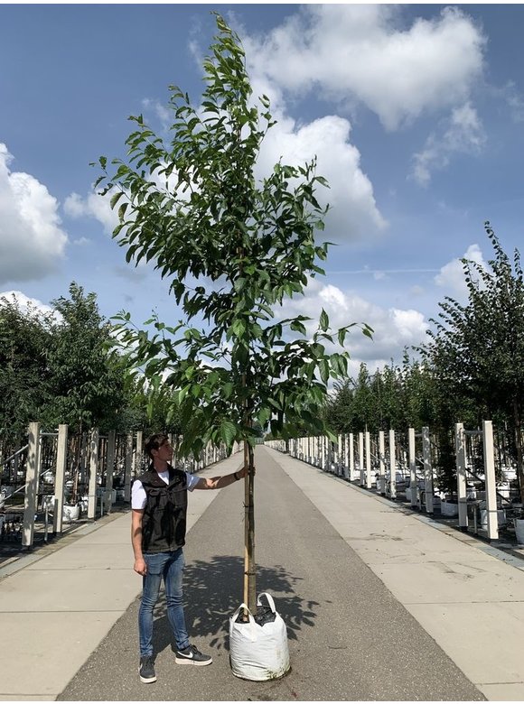 Großblättrige-Erle - Purpur-Erle | Alnus spaethii Großblättrige-Erle - Purpur-Erle | Alnus spaethii