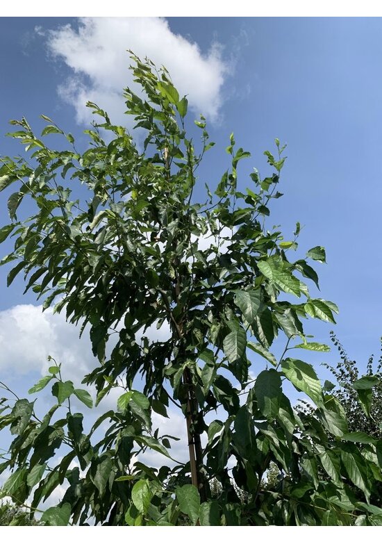 Purpur Erle - Großblättrige Erle | Alnus spaethii