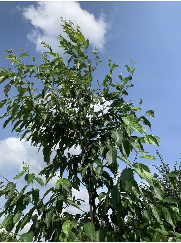 Großblättrige-Erle - Purpur-Erle | Alnus spaethii Großblättrige-Erle - Purpur-Erle | Alnus spaethii