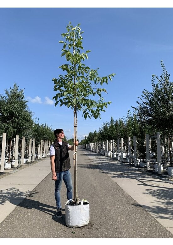 Walnussbaum 'Buccaneer' | Juglans regia 'Buccaneer'