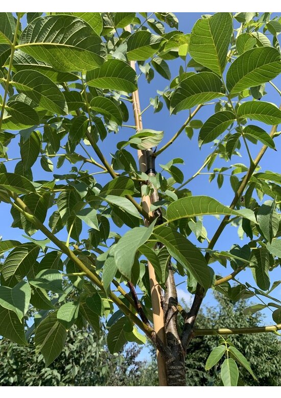 Walnussbaum 'Buccaneer' | Juglans regia 'Buccaneer'