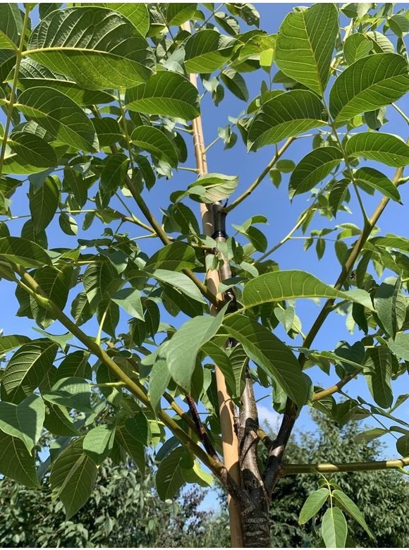 Walnussbaum 'Buccaneer' | Juglans regia 'Buccaneer' Walnussbaum 'Buccaneer' | Juglans regia 'Buccaneer'