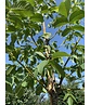 Walnussbaum 'Buccaneer' | Juglans regia 'Buccaneer'