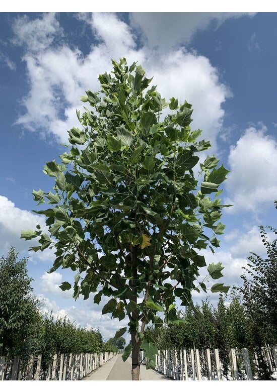Goldgelber Tulpenbaum 'Aureomarginatum' | Liriodendron tulipifera 'Aureomarginatum'
