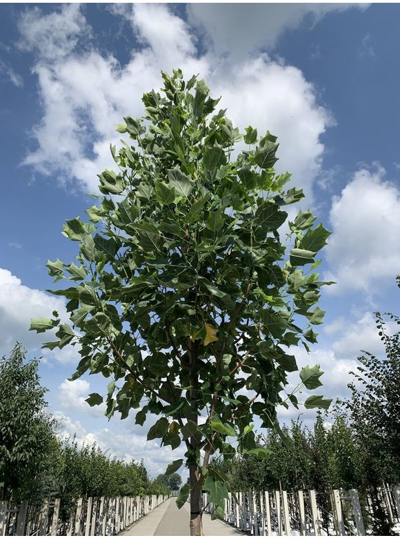 Goldgelber Tulpenbaum 'Aureomarginatum' | Liriodendron tulipifera 'Aureomarginatum' Goldgelber Tulpenbaum 'Aureomarginatum' | Liriodendron tulipifera 'Aureomarginatum'