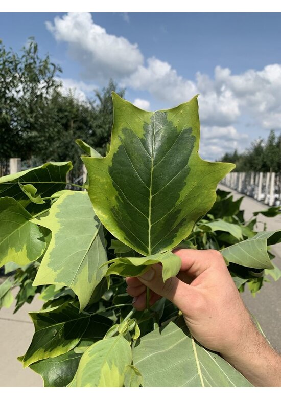 Goldgelber Tulpenbaum 'Aureomarginatum' | Liriodendron tulipifera 'Aureomarginatum'