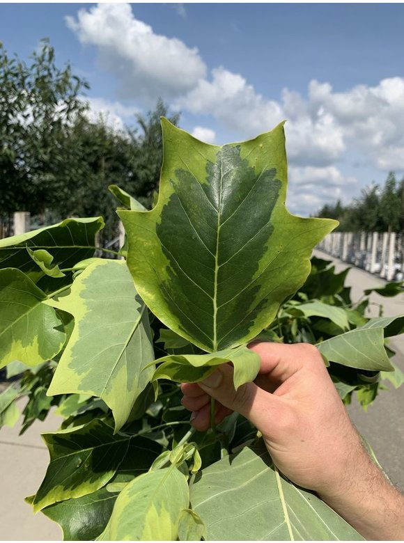 Goldgelber Tulpenbaum 'Aureomarginatum' | Liriodendron tulipifera 'Aureomarginatum' Goldgelber Tulpenbaum 'Aureomarginatum' | Liriodendron tulipifera 'Aureomarginatum'