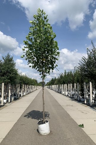 Goldgelber Tulpenbaum 'Aureomarginatum' | Liriodendron tulipifera 'Aureomarginatum'