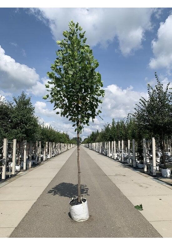 Goldgelber Tulpenbaum 'Aureomarginatum' | Liriodendron tulipifera 'Aureomarginatum'