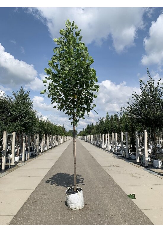 Goldgelber Tulpenbaum 'Aureomarginatum' | Liriodendron tulipifera 'Aureomarginatum'