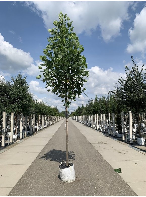 Goldgelber Tulpenbaum 'Aureomarginatum' | Liriodendron tulipifera 'Aureomarginatum' Goldgelber Tulpenbaum 'Aureomarginatum' | Liriodendron tulipifera 'Aureomarginatum'