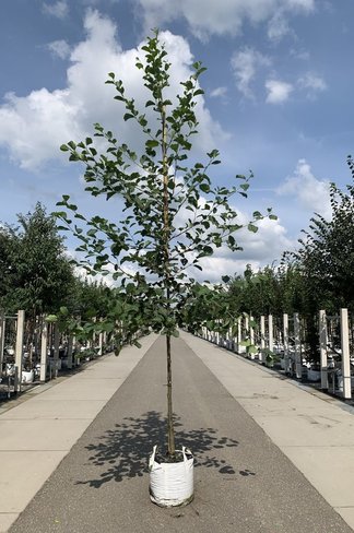 Grauerle - Weißerle | Alnus incana