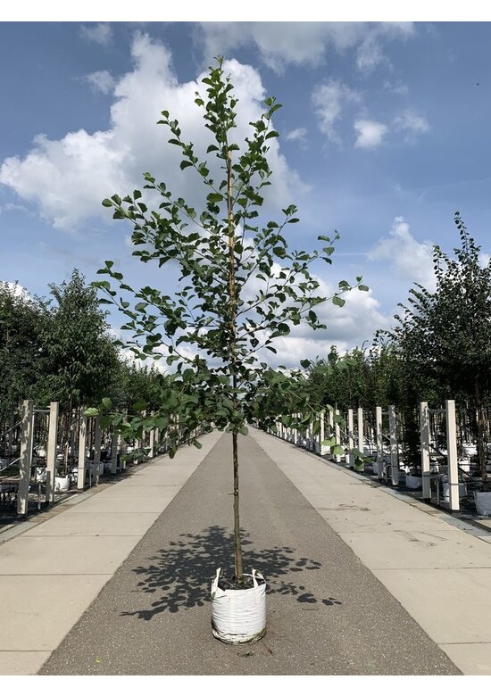 Grauerle - Weißerle | Alnus incana