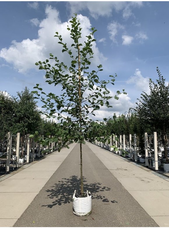 Grau-Erle - Weiß-Erle | Alnus incana Grau-Erle - Weiß-Erle | Alnus incana
