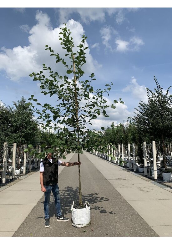 Grauerle - Weißerle | Alnus incana