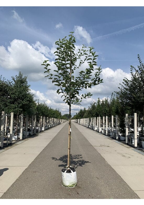 Apfelbaum - Herbstapfel 'Cox Orange Pippin' | Malus domestica 'Cox Orange Pippin'